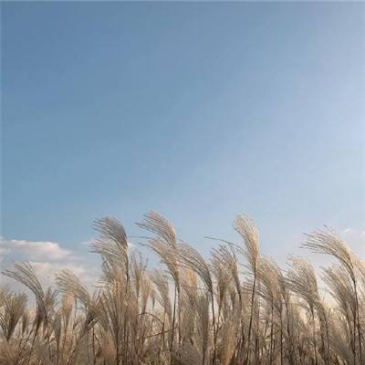 游戏王决斗连盟安卓破解版下载